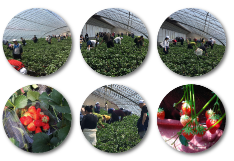 華天與春天有個約定